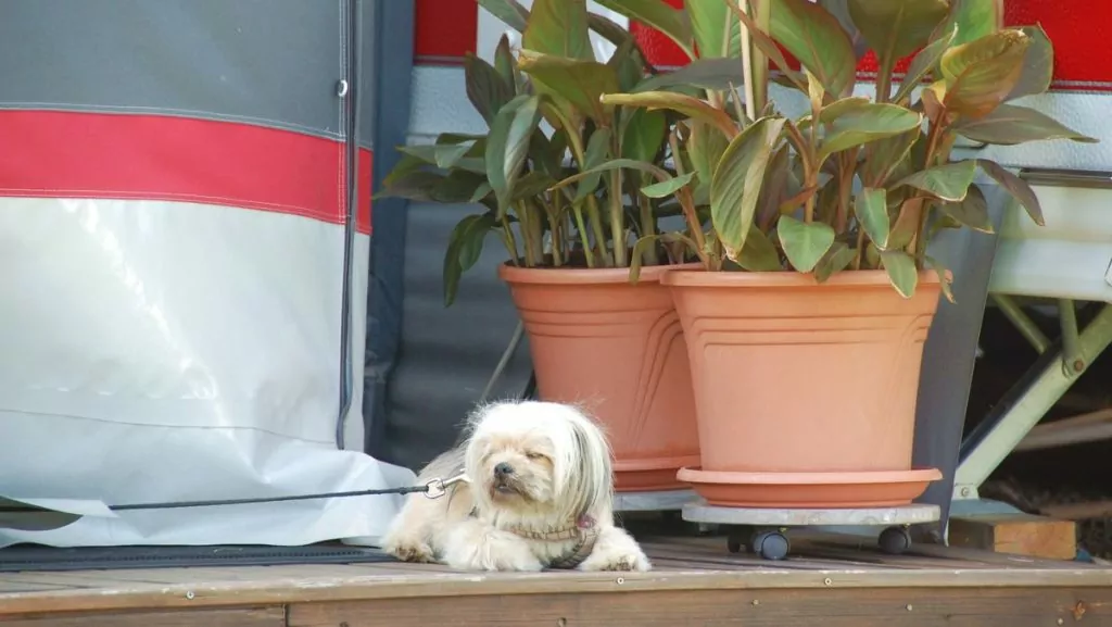 Hund