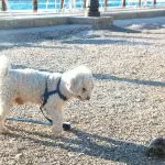 Resa med hund eller katt – vad gäller?