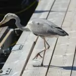 En häger är trogen gäst i vår marina