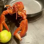 25 fakta om hummer – visste du det här?