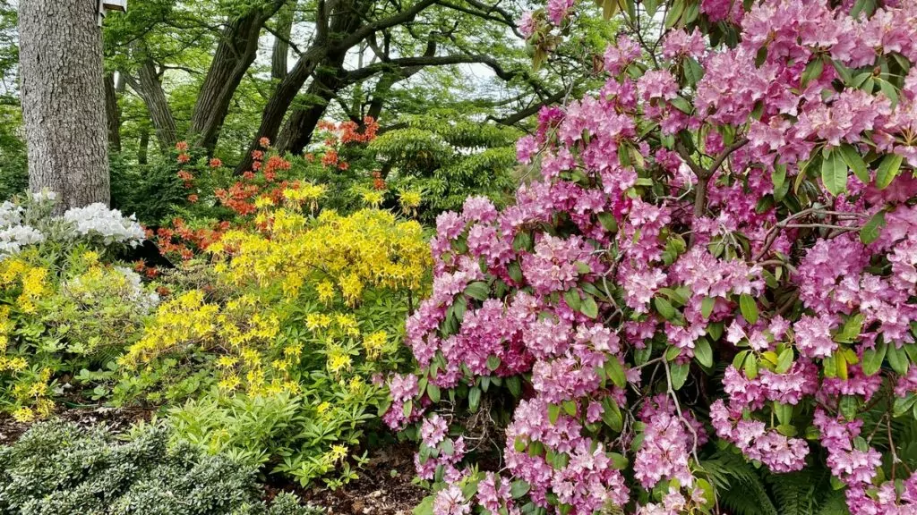 Botaniska trädgården i Lund