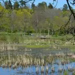 Isbladskärret på Djurgården – hägrar i Stockholm
