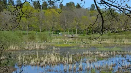 Isbladskärret i Stockholm