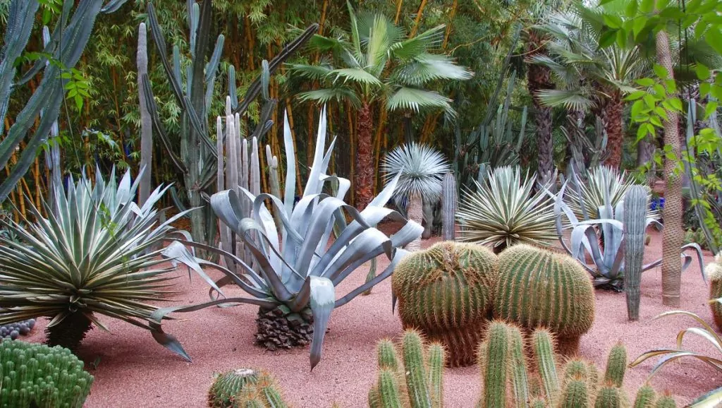 Jardin Majorelle