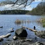 Judarskogens naturreservat i Bromma – natur mitt i stan