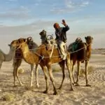 Rida kamel i Tunisien – en ökentur vid porten till Sahara