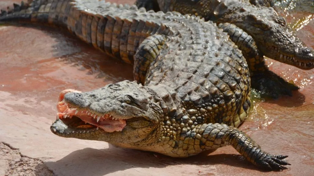Krokodilpark i Agadir. Krokodiler matas med kyckling