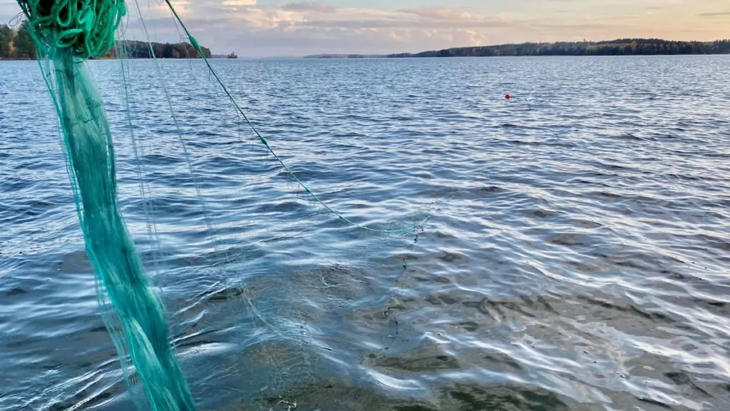 Fiska med nät i Mälaren