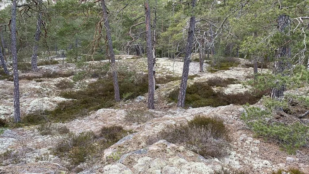 Törnskogens naturreservat