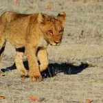 Afrikansk safari när den är som bäst