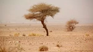 Marocko träd