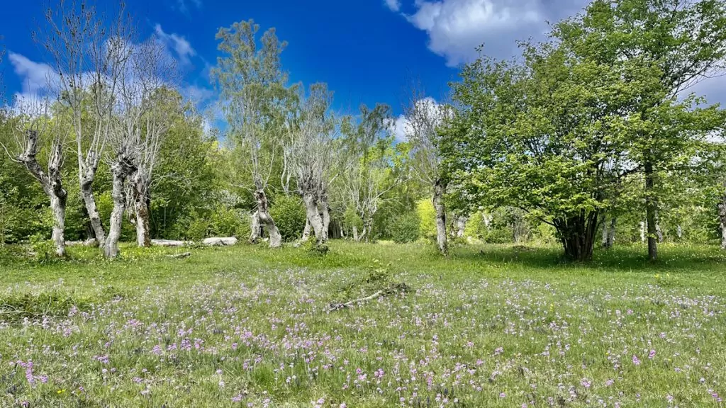 Att göra i Mariehamn på Åland - vandra på Nåtö