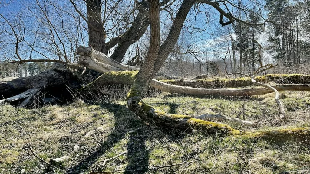 Ekudden naturreservat