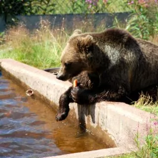 Orsa björnpark