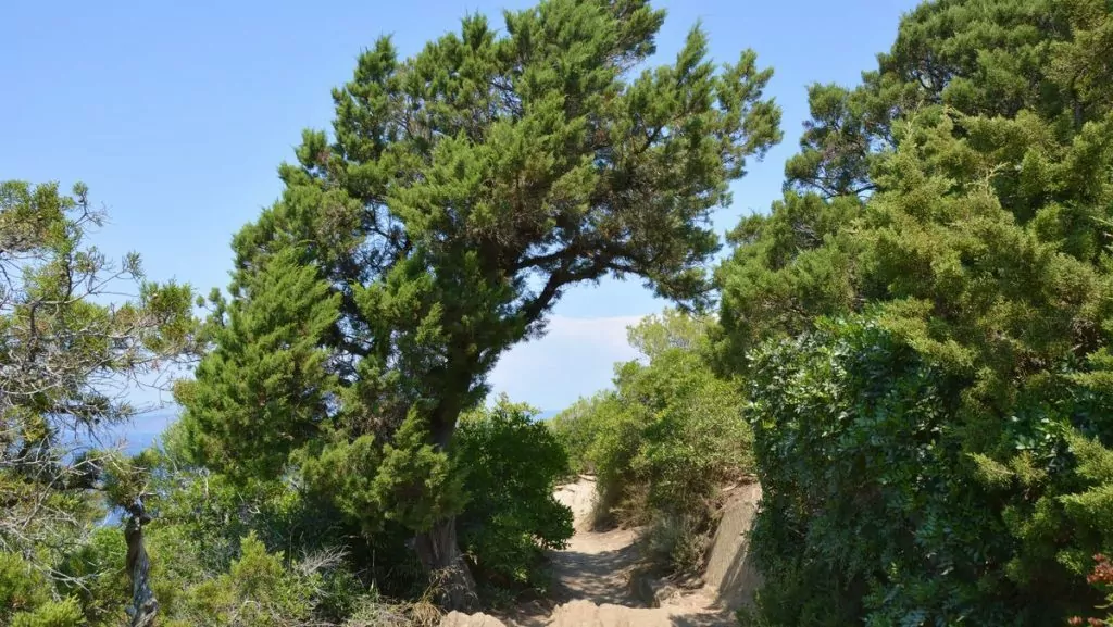 Port-Cros natur