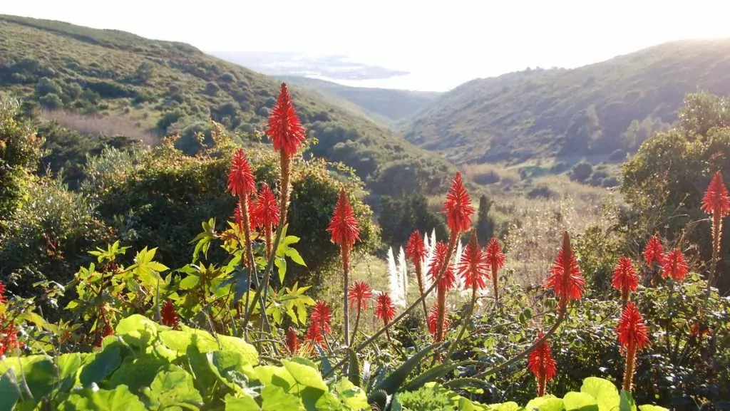 Portugal blommor