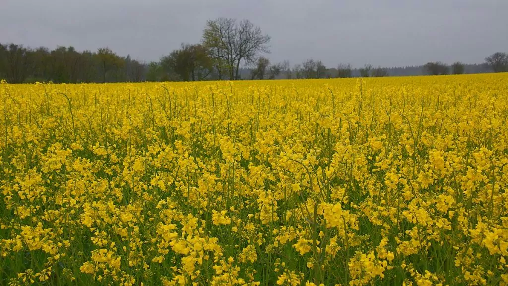 Ivön i Skåne