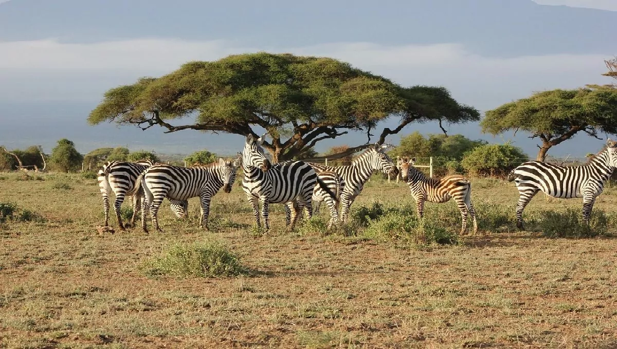 Safari