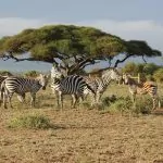 Malariaprofylax inför Afrikaresa