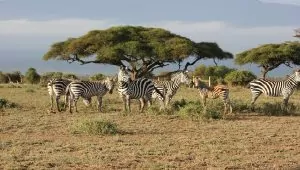 Safari