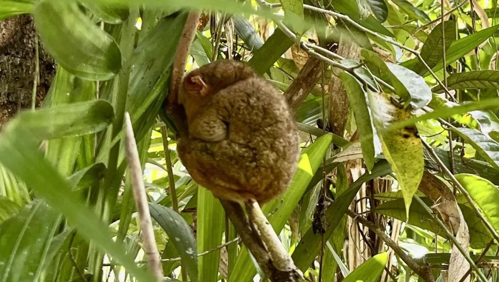 Se Filippinskt spökdjur på Philippine tarsier Sanctuary