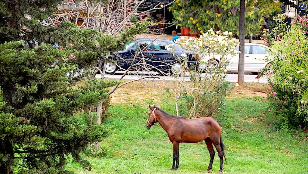 En häst i Tirana centrum i Albanien