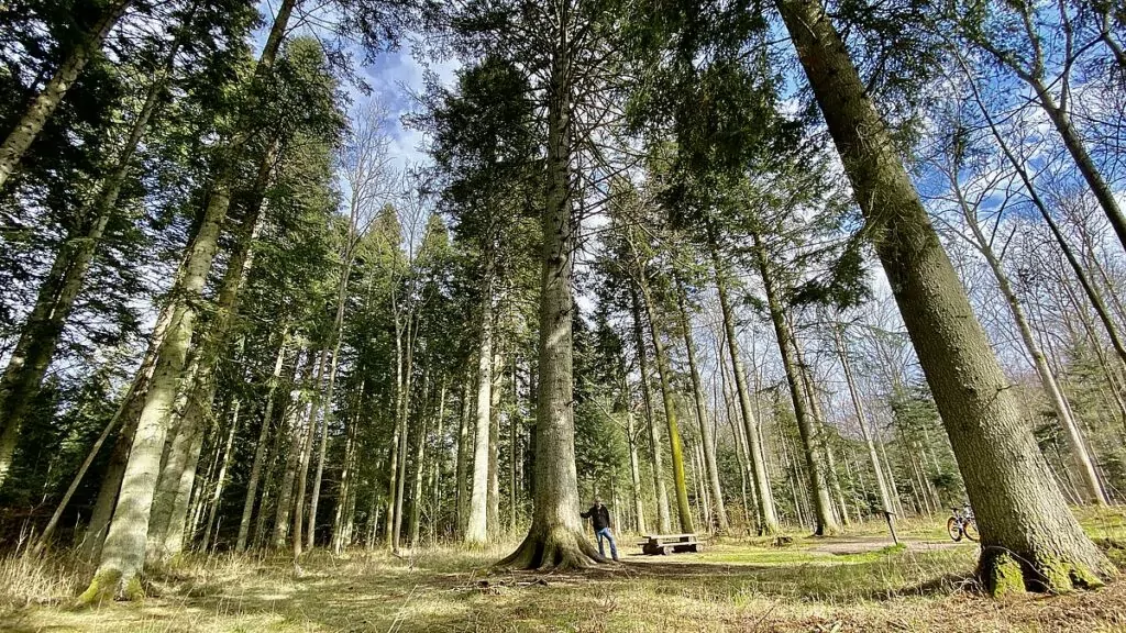 Göra på Visingsö - silvergranen