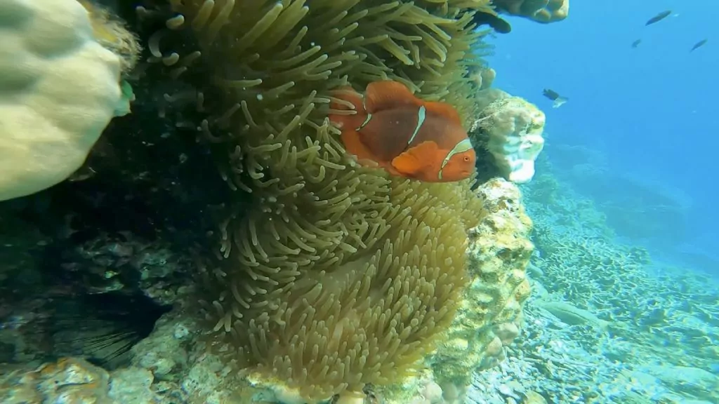 Att göra i Coron i Filippinerna - snorkla