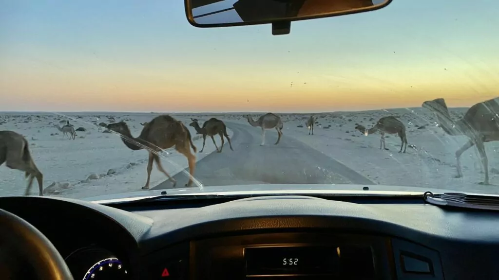 Se och göra i Tozeur, Tunisien