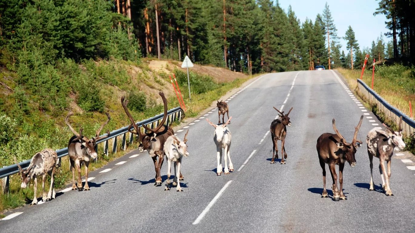 Svenska semestervägar