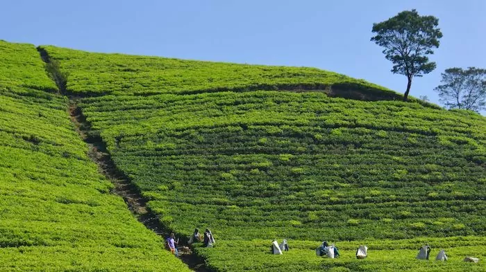 resmål i Sri Lanka