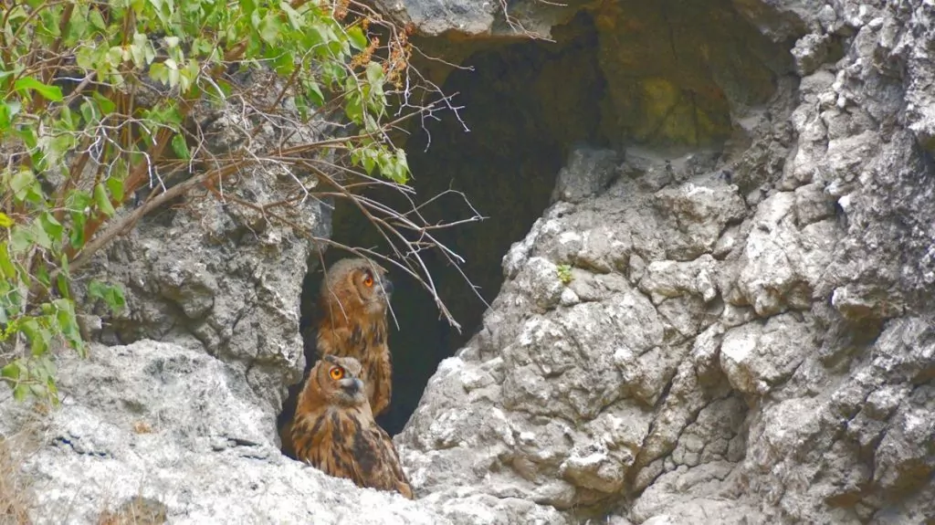 Uggla vid fladdermusgrotta 