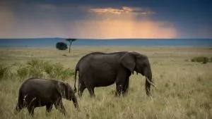 safari i Kenya