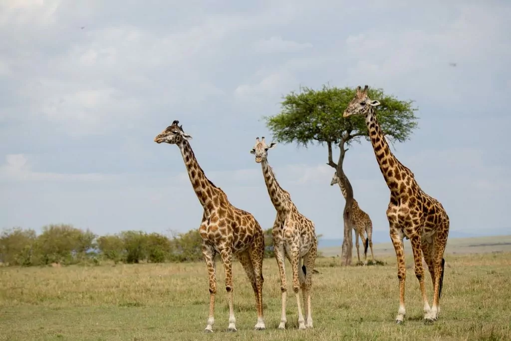 giraffer kenya
