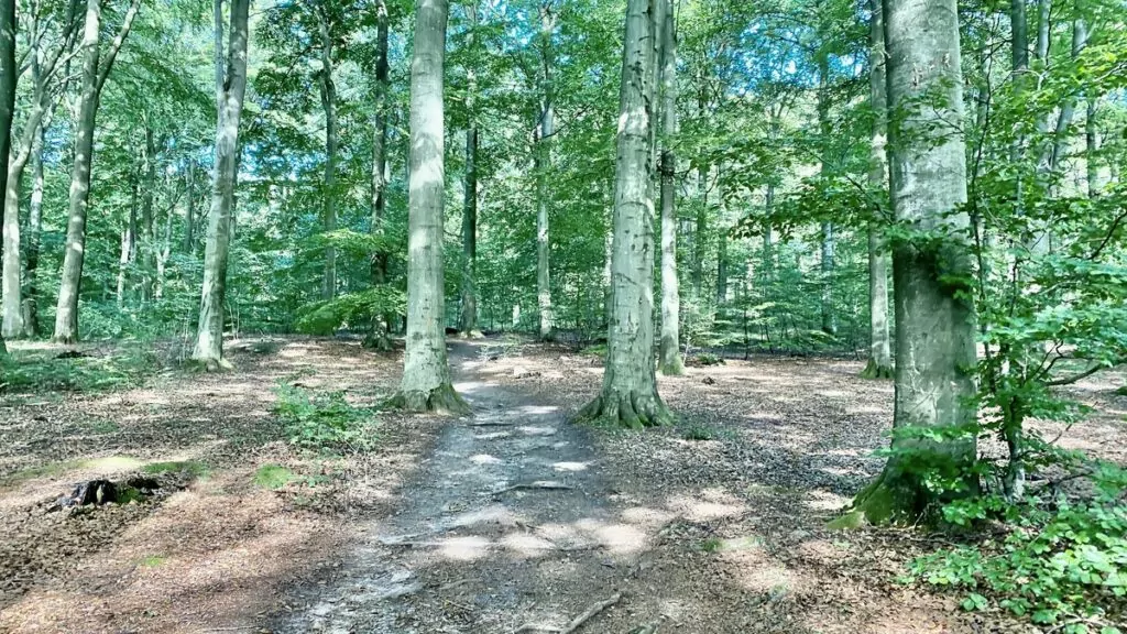 Skog Kullabergs naturreservat