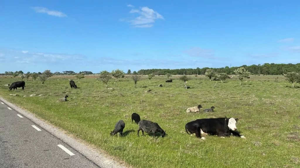 Ölands södra udde