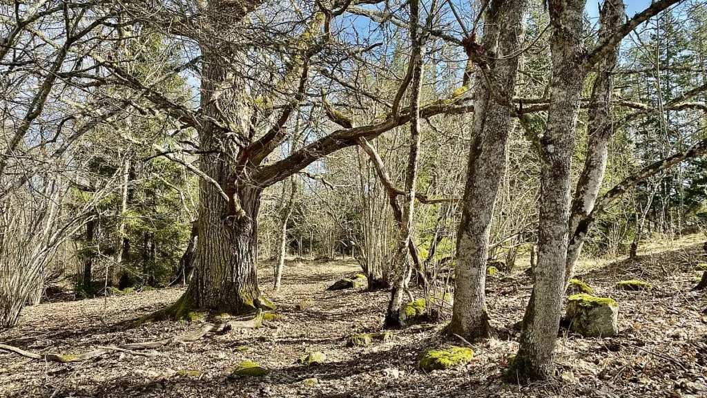 Viltvårdsstigen vid Öster Malma slott