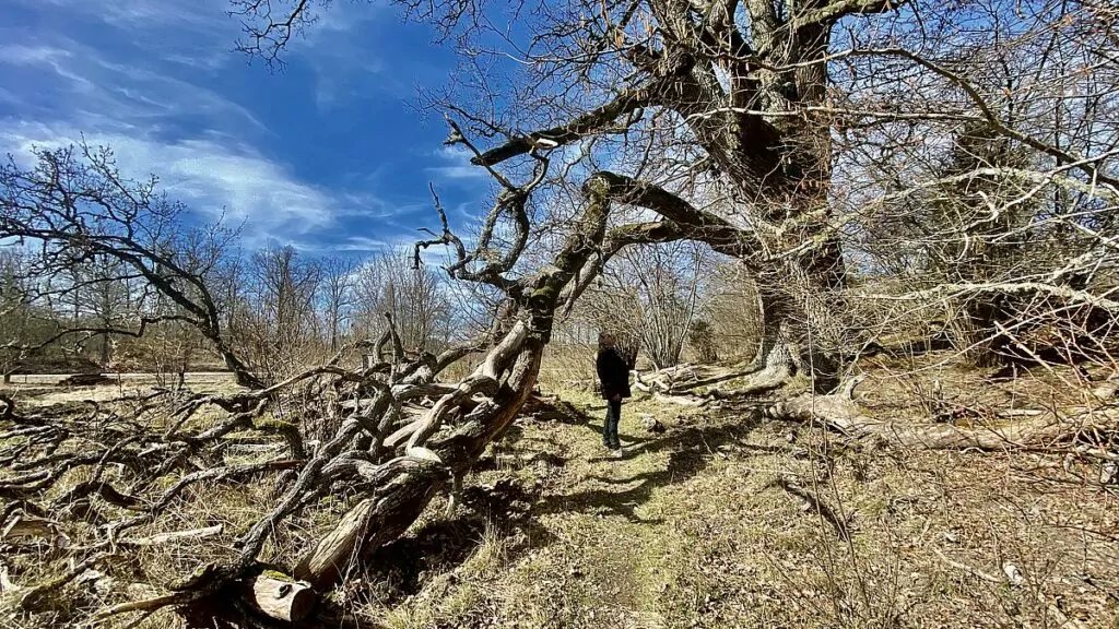 Viltvårdsstigen vid Öster Malma slott