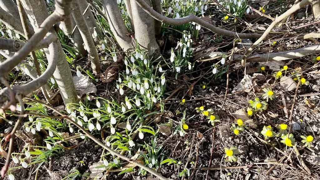 Vårblommor