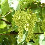 Vinprovning i Valpolicella