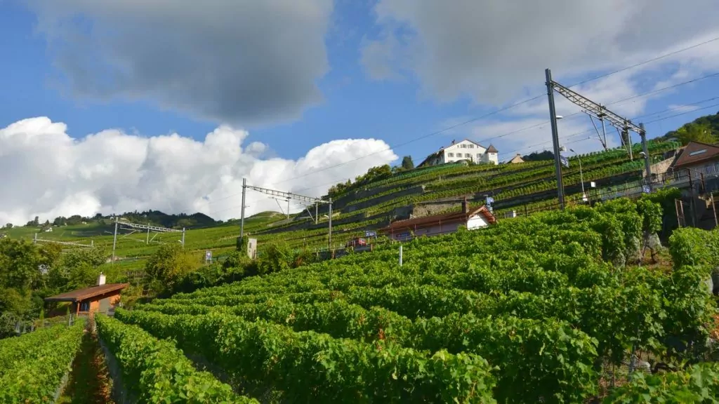 Vinodlingar i Lavaux i Schweiz