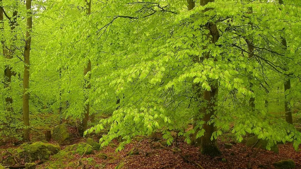 Urbokskog och andra Unesco världsarv i Belgien