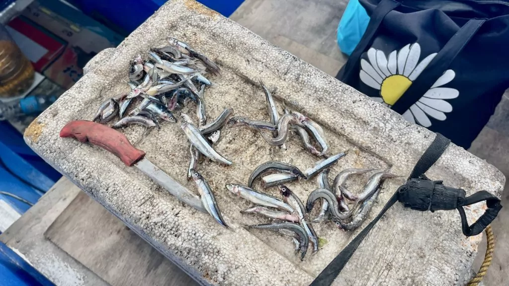 Fiske på Filippinerna - bete