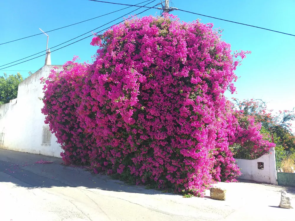 Flytta till Portugal - bougainvillea