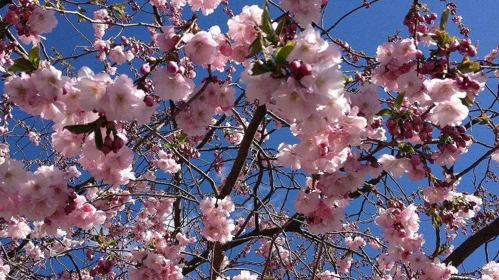 Körsbärsblomning i Kungsträdgården