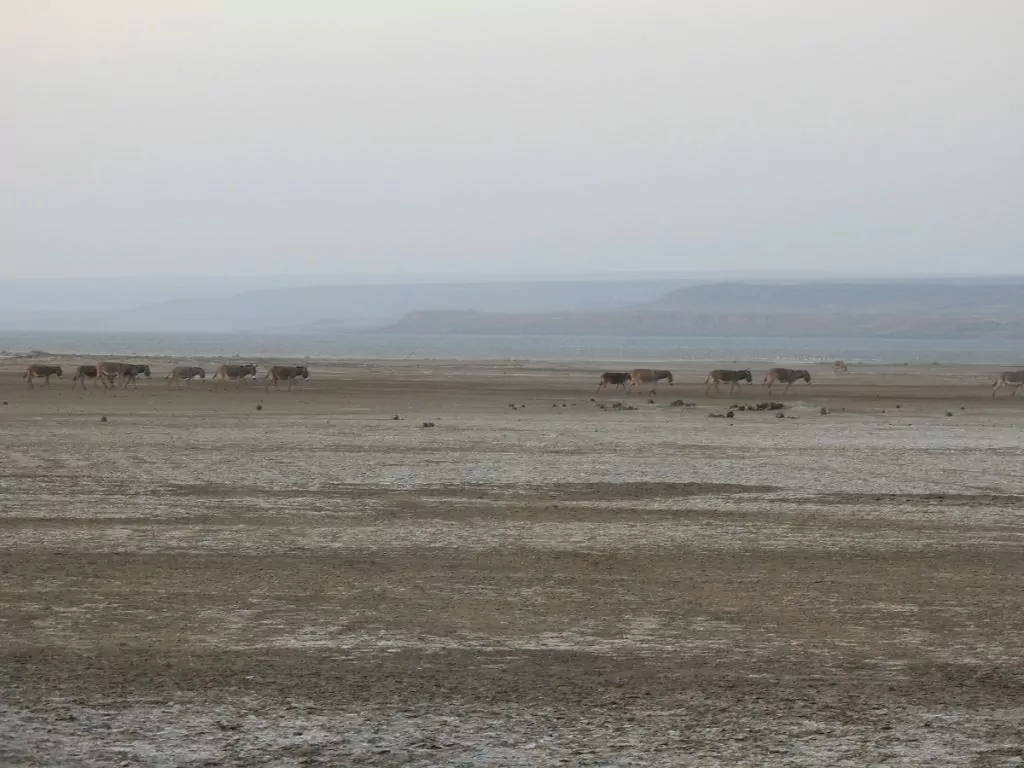 Djibouti