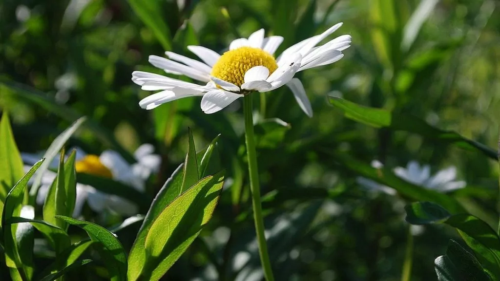 Vilka länder firar midsommar?