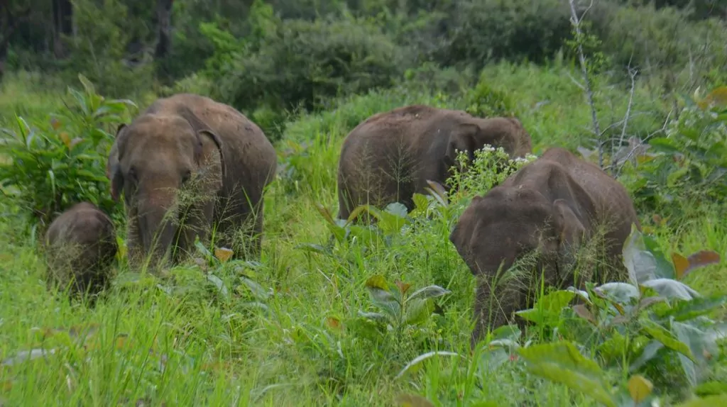 Vågar man resa till Sri Lanka och se elefanter?