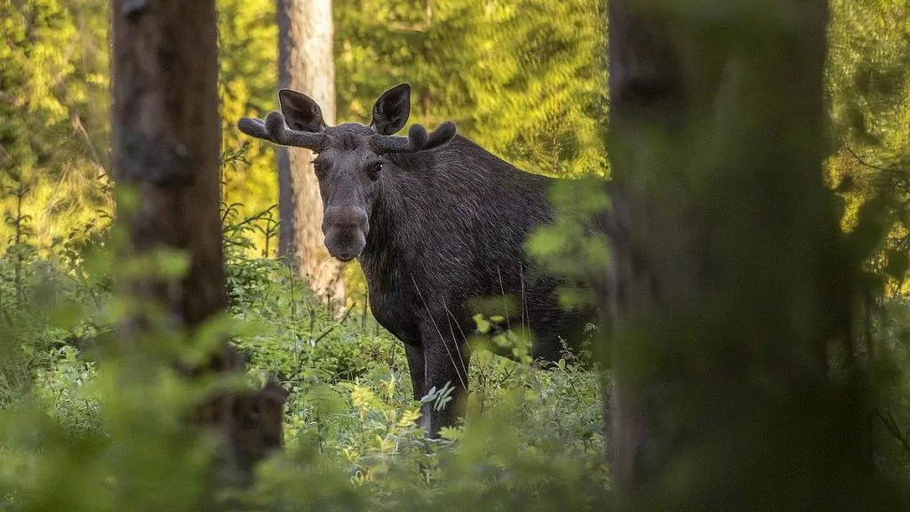 Fakta om älgar