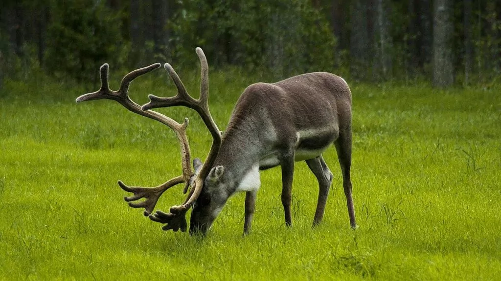 Ren med stora horn